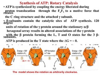 Synthesis of ATP: Rotary Catalysis
• ATP is synthesized by coupling the energy liberated during
proton translocation through the FoF1 to a motive force that
rotates
the C ring structure and the attached  subunit.
• -subunits contain the catalytic sites of ATP synthesis. 120
degree
units of rotation of the  protein around the stationary /
hexagonal array results in altered associations of the  protein
with the  protein forming the L, T and O states for the 3 β-
subunits.
ATP is produced in the T state where the ∆G = ~ 0.
• Each rotation of 360 degrees of the γ subunit results in 3 ATP,
one
for each β-subunit.
The model shows the rotation as arbitrarily clockwise.
∆G = ~ 0
 