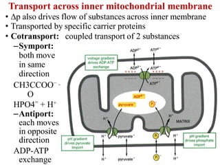 Transport across inner mitochondrial membrane
• p also drives flow of substances across inner membrane
• Transported by specific carrier proteins
• Cotransport: coupled transport of 2 substances
–Symport:
both move
in same
direction
CH3CCOO–
+ H+
O
HPO4=
+ H+
–Antiport:
each moves
in opposite
direction
ADP-ATP
exchange
 