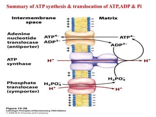 Summary of ATP synthesis & translocation of ATP,ADP & Pi
 