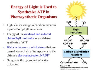 Energy of Light is Used to
Synthesize ATP in
Photosynthetic Organisms
• Light causes charge separation between
a pair chlorophyll molecules
• Energy of the oxidized and reduced
chlorophyll molecules is used drive
synthesis of ATP
• Water is the source of electrons that are
passed via a chain of transporters to the
ultimate electron acceptor, NADP+
• Oxygen is the byproduct of water
oxidation
 