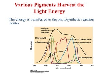 Various Pigments Harvest the
Light Energy
The energy is transferred to the photosynthetic reaction
center
 