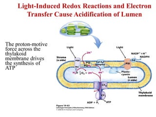 Light-Induced Redox Reactions and Electron
Transfer Cause Acidification of Lumen
The proton-motive
force across the
thylakoid
membrane drives
the synthesis of
ATP
 