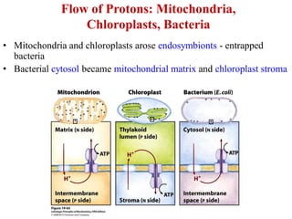 Flow of Protons: Mitochondria,
Chloroplasts, Bacteria
• Mitochondria and chloroplasts arose endosymbionts - entrapped
bacteria
• Bacterial cytosol became mitochondrial matrix and chloroplast stroma
 