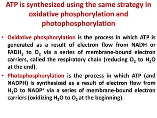 ATP is synthesized using the same strategy in
oxidative phosphorylation and
photophosphorylation
• Oxidative phosphorylation is the process in which ATP is
generated as a result of electron flow from NADH or
FADH2 to O2 via a series of membrane-bound electron
carriers, called the respiratory chain (reducing O2 to H2O
at the end).
• Photophosphorylation is the process in which ATP (and
NADPH) is synthesized as a result of electron flow from
H2O to NADP+ via a series of membrane-bound electron
carriers (oxidizing H2O to O2 at the beginning).
 