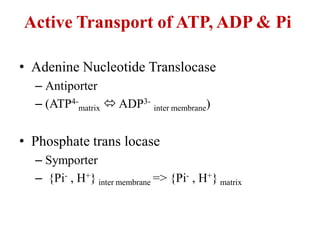 Atp synthesis