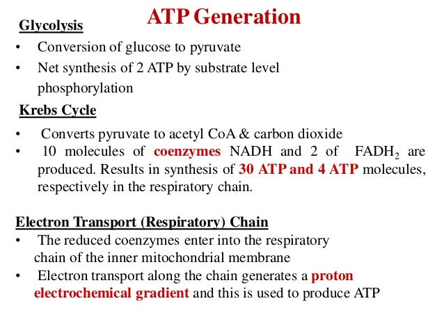 chemiosmotic theory