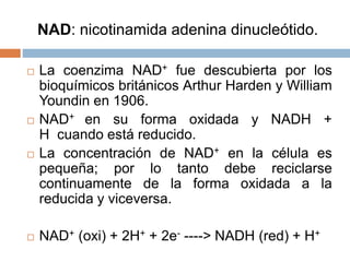  La coenzima NAD+ fue descubierta por los
bioquímicos británicos Arthur Harden y William
Youndin en 1906.
 NAD+ en su forma oxidada y NADH +
H cuando está reducido.
 La concentración de NAD+ en la célula es
pequeña; por lo tanto debe reciclarse
continuamente de la forma oxidada a la
reducida y viceversa.
 NAD+ (oxi) + 2H+ + 2e- ----> NADH (red) + H+
NAD: nicotinamida adenina dinucleótido.
 