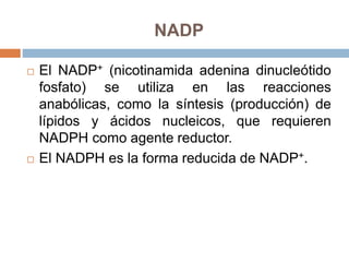 NADP
 El NADP+ (nicotinamida adenina dinucleótido
fosfato) se utiliza en las reacciones
anabólicas, como la síntesis (producción) de
lípidos y ácidos nucleicos, que requieren
NADPH como agente reductor.
 El NADPH es la forma reducida de NADP+.
 
