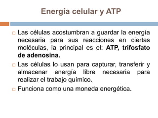 Energía celular y ATP
 Las células acostumbran a guardar la energía
necesaria para sus reacciones en ciertas
moléculas, la principal es el: ATP, trifosfato
de adenosina.
 Las células lo usan para capturar, transferir y
almacenar energía libre necesaria para
realizar el trabajo químico.
 Funciona como una moneda energética.
 