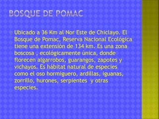 Ubicado a 36 Km al Nor Este de Chiclayo. El 
Bosque de Pomac, Reserva Nacional Ecológica 
tiene una extensión de 134 km. Es una zona 
boscosa , ecológicamente única, donde 
florecen algarrobos, guarangos, zapotes y 
vichayos. Es hábitat natural de especies 
como el oso hormiguero, ardillas, iguanas, 
zorrillo, hurones, serpientes y otras 
especies. 
 