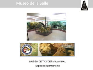 Museo de la Salle MUSEO DE TAXIDERMIA ANIMAL Exposición permanente 