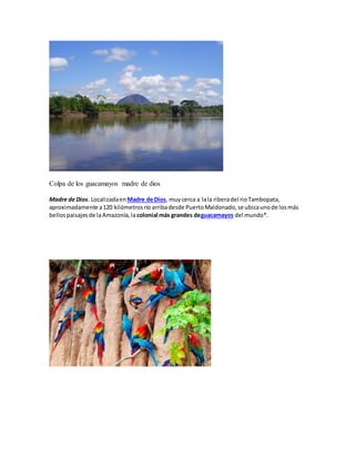 Colpa de los guacamayos madre de dios
Madre de Dios. Localizadaen Madre de Dios, muycerca a lala riberadel rioTambopata,
aproximadamente a120 kilómetrosríoarribadesde PuertoMaldonado,se ubicaunode losmás
bellospaisajesde laAmazonía,la colonial más grandes deguacamayos del mundo*.
 