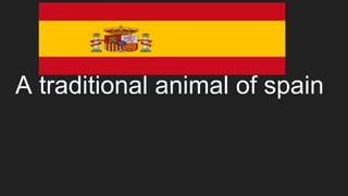 A traditional animal of spain
 