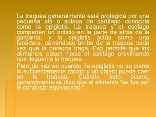 ▪ La traquea generalmente está protegida por una
pequeña ala o solapa de cartílago conocida
como la epiglotis. La traquea y el esófago
comparten un orificio en la parte de atrás de la
garganta, y la epiglotis actúa como una
tapadera, cerrándose arriba de la traquea cada
vez que la persona traga. Eso permite que los
alimentos pasen hacia el esófago previniendo
que lleguen a la traquea.
▪ Pero de vez en cuando, la epiglotis no se cierra
lo suficientemente rápido y un objeto puede caer
en la traquea. Cuando esto ocurre,
generalmente se dice que el alimento "se fue por
el conducto equivocado."
 