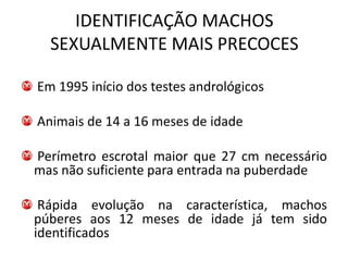 IDENTIFICAÇÃO MACHOS
  SEXUALMENTE MAIS PRECOCES

Em 1995 início dos testes andrológicos

Animais de 14 a 16 meses de idade

Perímetro escrotal maior que 27 cm necessário
mas não suficiente para entrada na puberdade

 Rápida evolução na característica, machos
púberes aos 12 meses de idade já tem sido
identificados
 