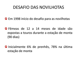 DESAFIO DAS NOVILHOTAS

Em 1998 início do desafio para as novilhotas

 Fêmeas de 12 a 14 meses de idade são
expostas a touros durante a estação de monta
(90 dias)

Inicialmente 6% de prenhês, 78% na última
estação de monta
 