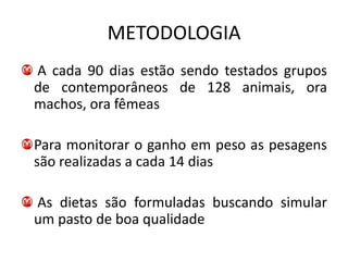 METODOLOGIA
A cada 90 dias estão sendo testados grupos
de contemporâneos de 128 animais, ora
machos, ora fêmeas

Para monitorar o ganho em peso as pesagens
são realizadas a cada 14 dias

As dietas são formuladas buscando simular
um pasto de boa qualidade
 