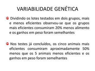 VARIABILIDADE GENÉTICA
Dividindo os lotes testados em dois grupos, mais
e menos eficientes observou-se que os grupos
mais eficientes consumiram 20% menos alimento
e os ganhos em peso foram semelhantes

 Nos testes já concluídos, os cinco animais mais
eficientes consumiram aproximadamente 50%
menos que os 5 animais menos eficientes e os
ganhos em peso foram semelhantes
 