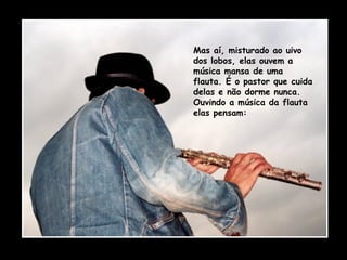 Mas aí, misturado ao uivo dos lobos, elas ouvem a música mansa de uma flauta. É o pastor que cuida delas e não dorme nunca. Ouvindo a música da flauta elas pensam: 