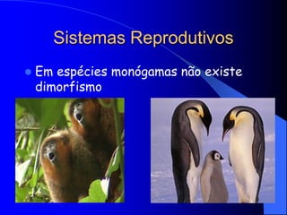 Sistemas Reprodutivos
Em espécies monógamas não existe
dimorfismo

 