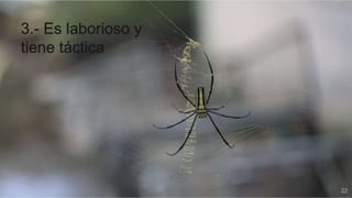 22
3.- Es laborioso y
tiene táctica
 