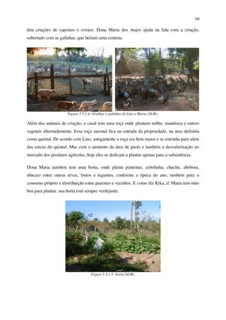 106
têm criações de caprinos e ovinos. Dona Maria dos Anjos ajuda na lida com a criação,
sobretudo com as galinhas, que beiram uma centena.
Figura 3.3.1-4: Ovelhas e galinhas de Lino e Maria (SLM).
Além dos animais de criação, o casal tem uma roça onde plantam milho, mandioca e outros
vegetais alternadamente. Essa roça sazonal fica na entrada da propriedade, na área definida
como quintal. De acordo com Lino, antigamente a roça era bem maior e se estendia para além
das cercas do quintal. Mas com o aumento da área de pasto e também a desvalorização no
mercado dos produtos agrícolas, hoje eles se dedicam a plantar apenas para a subsistência.
Dona Maria também tem uma horta, onde planta pimentas, cebolinha, chuchu, abóbora,
abacaxi entre outras ervas, frutos e legumes, conforme a época do ano, também para o
consumo próprio e distribuição entre parentes e vizinhos. E como diz Kika, d. Maria tem mão
boa para plantar, sua horta está sempre verdejante.
Figura 3.3.1-5: horta (SLM).
 