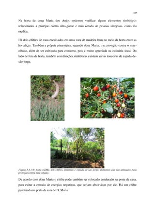 107
Na horta de dona Maria dos Anjos podemos verificar alguns elementos simbólicos
relacionados à proteção contra olho-gordo e mau olhado de pessoas invejosas, como ela
explica.
Há dois chifres de vaca encaixados em uma vara de madeira bem no meio da horta entre as
hortaliças. Também a própria pimenteira, segundo dona Maria, traz proteção contra o mau-
olhado, além de ser cultivada para consumo, pois é muito apreciada na culinária local. Do
lado de fora da horta, também com funções simbólicas existem várias touceiras de espada-de-
são-jorge.
Figura 3.3.1-6: horta (SLM); tem chifres, pimentas e espada-de-são-jorge; elementos que são utilizados para
proteção contra mau-olhado.
De acordo com dona Maria o chifre pode também ser colocado pendurado na porta da casa,
para evitar a entrada de energias negativas, que seriam absorvidas por ele. Há um chifre
pendurado na porta da sala de D. Maria.
 