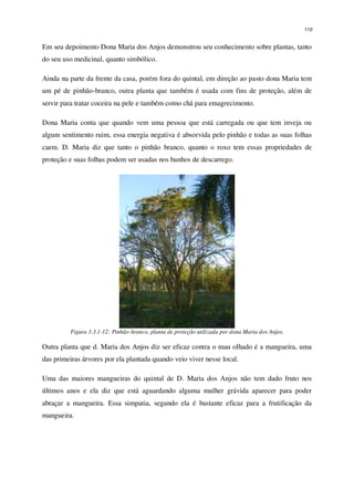 110
Em seu depoimento Dona Maria dos Anjos demonstrou seu conhecimento sobre plantas, tanto
do seu uso medicinal, quanto simbólico.
Ainda na parte da frente da casa, porém fora do quintal, em direção ao pasto dona Maria tem
um pé de pinhão-branco, outra planta que também é usada com fins de proteção, além de
servir para tratar coceira na pele e também como chá para emagrecimento.
Dona Maria conta que quando vem uma pessoa que está carregada ou que tem inveja ou
algum sentimento ruim, essa energia negativa é absorvida pelo pinhão e todas as suas folhas
caem. D. Maria diz que tanto o pinhão branco, quanto o roxo tem essas propriedades de
proteção e suas folhas podem ser usadas nos banhos de descarrego.
Figura 3.3.1-12: Pinhão-branco, planta de proteção utilizada por dona Maria dos Anjos.
Outra planta que d. Maria dos Anjos diz ser eficaz contra o mau olhado é a mangueira, uma
das primeiras árvores por ela plantada quando veio viver nesse local.
Uma das maiores mangueiras do quintal de D. Maria dos Anjos não tem dado fruto nos
últimos anos e ela diz que está aguardando alguma mulher grávida aparecer para poder
abraçar a mangueira. Essa simpatia, segundo ela é bastante eficaz para a frutificação da
mangueira.
 