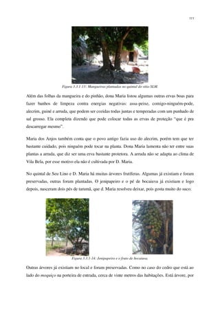 111
Figura 3.3.1-13: Mangueiras plantadas no quintal do sítio SLM.
Além das folhas da mangueira e do pinhão, dona Maria listou algumas outras ervas boas para
fazer banhos de limpeza contra energias negativas: assa-peixe, comigo-ninguém-pode,
alecrim, guiné e arruda, que podem ser cozidas todas juntas e temperadas com um punhado de
sal grosso. Ela completa dizendo que pode colocar todas as ervas de proteção “que é pra
descarregar mesmo”.
Maria dos Anjos também conta que o povo antigo fazia uso do alecrim, porém tem que ter
bastante cuidado, pois ninguém pode tocar na planta. Dona Maria lamenta não ter entre suas
plantas a arruda, que diz ser uma erva bastante protetora. A arruda não se adapta ao clima de
Vila Bela, por esse motivo ela não é cultivada por D. Maria.
No quintal de Seu Lino e D. Maria há muitas árvores frutíferas. Algumas já existiam e foram
preservadas, outras foram plantadas. O jenipapeiro e o pé de bocaiuva já existiam e logo
depois, nasceram dois pés de tarumã, que d. Maria resolveu deixar, pois gosta muito do suco.
Figura 3.3.1-14: Jenipapeiro e o fruto de bocaiuva.
Outras árvores já existiam no local e foram preservadas. Como no caso do cedro que está ao
lado do moquiço na porteira de entrada, cerca de vinte metros das habitações. Está árvore, por
 