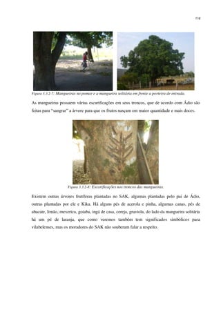 116
Figura 3.3.2-7: Mangueiras no pomar e a mangueira solitária em frente a porteira de entrada.
As mangueiras possuem várias escarificações em seus troncos, que de acordo com Ádio são
feitas para “sangrar” a árvore para que os frutos nasçam em maior quantidade e mais doces.
Figura 3.3.2-8: Escarificações nos troncos das mangueiras.
Existem outras árvores frutíferas plantadas no SAK, algumas plantadas pelo pai de Ádio,
outras plantadas por ele e Kika. Há alguns pés de acerola e pinha, algumas canas, pés de
abacate, limão, mexerica, goiaba, ingá de casa, cereja, graviola, do lado da mangueira solitária
há um pé de laranja, que como veremos também tem significados simbólicos para
vilabelenses, mas os moradores do SAK não souberam falar a respeito.
 