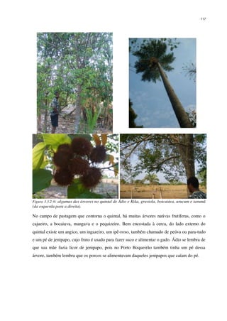 117
Figura 3.3.2-9: algumas das árvores no quintal de Ádio e Kika, graviola, boicaiúva, urucum e tarumã
(da esquerda para a direita).
No campo de pastagem que contorna o quintal, há muitas árvores nativas frutíferas, como o
cajueiro, a bocaiuva, mangava e o pequizeiro. Bem encostada à cerca, do lado externo do
quintal existe um angico, um ingazeiro, um ipê-roxo, também chamado de peúva ou para-tudo
e um pé de jenipapo, cujo fruto é usado para fazer suco e alimentar o gado. Ádio se lembra de
que sua mãe fazia licor de jenipapo, pois no Porto Boqueirão também tinha um pé dessa
árvore, também lembra que os porcos se alimentavam daqueles jenipapos que caíam do pé.
 