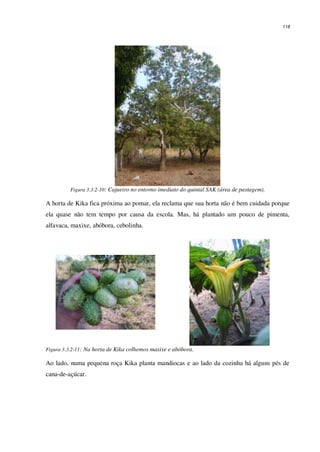 118
Figura 3.3.2-10: Cajueiro no entorno imediato do quintal SAK (área de pastagem).
A horta de Kika fica próxima ao pomar, ela reclama que sua horta não é bem cuidada porque
ela quase não tem tempo por causa da escola. Mas, há plantado um pouco de pimenta,
alfavaca, maxixe, abóbora, cebolinha.
Figura 3.3.2-11: Na horta de Kika colhemos maxixe e abóbora.
Ao lado, numa pequena roça Kika planta mandiocas e ao lado da cozinha há alguns pés de
cana-de-açúcar.
 