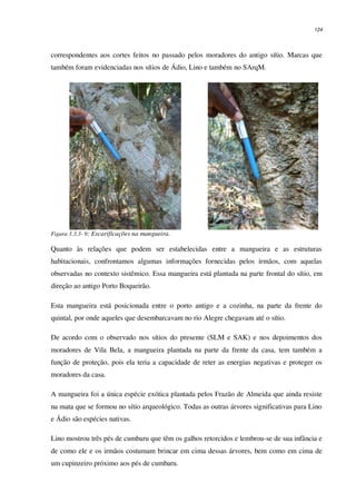 124
correspondentes aos cortes feitos no passado pelos moradores do antigo sítio. Marcas que
também foram evidenciadas nos sítios de Ádio, Lino e também no SArqM.
Figura 3.3.3- 9: Escarificações na mangueira.
Quanto às relações que podem ser estabelecidas entre a mangueira e as estruturas
habitacionais, confrontamos algumas informações fornecidas pelos irmãos, com aquelas
observadas no contexto sistêmico. Essa mangueira está plantada na parte frontal do sítio, em
direção ao antigo Porto Boqueirão.
Esta mangueira está posicionada entre o porto antigo e a cozinha, na parte da frente do
quintal, por onde aqueles que desembarcavam no rio Alegre chegavam até o sítio.
De acordo com o observado nos sítios do presente (SLM e SAK) e nos depoimentos dos
moradores de Vila Bela, a mangueira plantada na parte da frente da casa, tem também a
função de proteção, pois ela teria a capacidade de reter as energias negativas e proteger os
moradores da casa.
A mangueira foi a única espécie exótica plantada pelos Frazão de Almeida que ainda resiste
na mata que se formou no sítio arqueológico. Todas as outras árvores significativas para Lino
e Ádio são espécies nativas.
Lino mostrou três pés de cumbaru que têm os galhos retorcidos e lembrou-se de sua infância e
de como ele e os irmãos costumam brincar em cima dessas árvores, bem como em cima de
um cupinzeiro próximo aos pés de cumbaru.
 