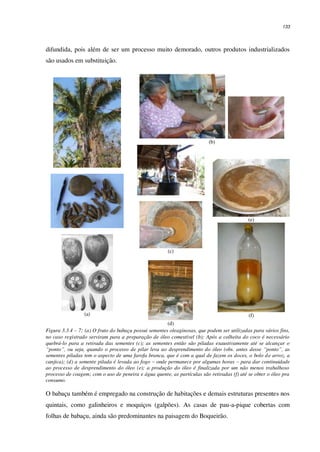 133
difundida, pois além de ser um processo muito demorado, outros produtos industrializados
são usados em substituição.
(a)
(b)
(c)
(d)
(e)
(f)
Figura 3.3.4 – 7: (a) O fruto do babaçu possui sementes oleaginosas, que podem ser utilizadas para vários fins,
no caso registrado serviram para a preparação de óleo comestível (b); Após a colheita do coco é necessário
quebrá-lo para a retirada das sementes (c); as sementes então são piladas exaustivamente até se alcançar o
“ponto”, ou seja, quando o processo de pilar leva ao desprendimento do óleo (obs. antes desse “ponto”, as
sementes piladas tem o aspecto de uma farofa branca, que é com a qual de fazem os doces, o bolo de arroz, a
canjica); (d) a semente pilada é levada ao fogo – onde permanece por algumas horas – para dar continuidade
ao processo de desprendimento do óleo (e); a produção do óleo é finalizada por um não menos trabalhoso
processo de coagem; com o uso de peneira e água quente, as partículas são retiradas (f) até se obter o óleo pra
consumo.
O babaçu também é empregado na construção de habitações e demais estruturas presentes nos
quintais, como galinheiros e moquiços (galpões). As casas de pau-a-pique cobertas com
folhas de babaçu, ainda são predominantes na paisagem do Boqueirão.
 