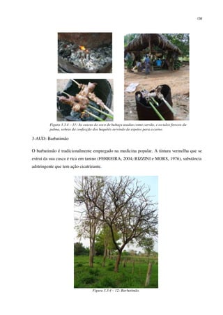 136
Figura 3.3.4 – 11: As cascas do coco de babaçu usadas como carvão, e os talos frescos da
palma, sobras da confecção dos baquités servindo de espetos para a carne.
3-AUD: Barbatimão
O barbatimão é tradicionalmente empregado na medicina popular. A tintura vermelha que se
extrai da sua casca é rica em tanino (FERREIRA, 2004; RIZZINI e MORS, 1976), substância
adstringente que tem ação cicatrizante.
Figura 3.3.4 – 12: Barbatimão.
 