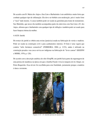 137
De acordo com D. Maria dos Anjos e Seu Lino o Barbatimão é um antibiótico muito forte que
combate qualquer tipo de inflamação. Ele deve ser bebido com moderação, pois é muito forte
e “seca” tudo mesmo. A casca também pode ser usada na garrafada para tratar de reumatismo.
Seu Martinho, que nesse dia também acompanhou parte da entrevista com Seu Lino e D. dos
Anjos, afirmou que o barbatimão cura qualquer tipo de inflação e também pode ser usado para
fazer limpeza íntima da mulher.
4-AUD: Jatobá
Do tronco do jatobá se obtém uma resina (jutaicica) usada na fabricação de verniz e madeira.
Pode ser usada na construção civil e para acabamentos internos. O fruto é uma vagem que
contém “arilo farináceo comestível” (FERREIRA, 2004, p. 1152), ainda é utilizado na
construção pesada e sua casca servia aos indígenas na fabricação de “leves canoas” (RIZZINI
e MORS, 1976, p. 128).
De acordo com a descrição analítica do sítio SArqPB, um jatobá fazia parte da engrenagem de
uma prensa de mandioca na época em que a família Frazão vivia às margens do rio Alegre, no
Porto Boqueirão. Essa árvore foi escolhida para esta finalidade, justamente porque a madeira
é dura e resistente.
Figura 3.3.4 – 13: Jatobá (prensa de mandioca).
 