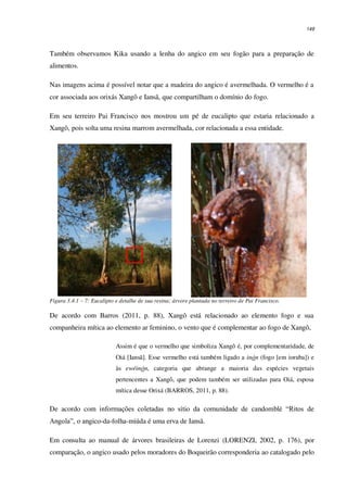 149
Também observamos Kika usando a lenha do angico em seu fogão para a preparação de
alimentos.
Nas imagens acima é possível notar que a madeira do angico é avermelhada. O vermelho é a
cor associada aos orixás Xangô e Iansã, que compartilham o domínio do fogo.
Em seu terreiro Pai Francisco nos mostrou um pé de eucalipto que estaria relacionado a
Xangô, pois solta uma resina marrom avermelhada, cor relacionada a essa entidade.
Figura 3.4.1 – 7: Eucalipto e detalhe de sua resina; árvore plantada no terreiro de Pai Francisco.
De acordo com Barros (2011, p. 88), Xangô está relacionado ao elemento fogo e sua
companheira mítica ao elemento ar feminino, o vento que é complementar ao fogo de Xangô,
Assim é que o vermelho que simboliza Xangô é, por complementaridade, de
Oiá [Iansã]. Esse vermelho está também ligado a inón (fogo [em ioruba]) e
às ewéinón, categoria que abrange a maioria das espécies vegetais
pertencentes a Xangô, que podem também ser utilizadas para Oiá, esposa
mítica desse Orixá (BARROS, 2011, p. 88).
De acordo com informações coletadas no sítio da comunidade de candomblé “Ritos de
Angola”, o angico-da-folha-miúda é uma erva de Iansã.
Em consulta ao manual de árvores brasileiras de Lorenzi (LORENZI, 2002, p. 176), por
comparação, o angico usado pelos moradores do Boqueirão corresponderia ao catalogado pelo
 