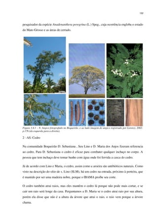 150
pesquisador da espécie Anadenanthera peregrina (L.) Speg., cuja ocorrência engloba o estado
do Mato Grosso e as áreas de cerrado.
Figura 3.4.1 – 8: Angico fotografado no Boqueirão, e ao lado imagem de angico registrado por Lorenzi, 2002:
p.176 (da esquerda para a direita).
2 –AS: Cedro
Na comunidade Boqueirão D. Sebastiana , Seu Lino e D. Maria dos Anjos fizeram referencia
ao cedro. Para D. Sebastiana o cedro é eficaz para combater qualquer inchaço no corpo. A
pessoa que tem inchaço deve tomar banho com água onde foi fervida a casca do cedro.
Já de acordo com Lino e Maria, o cedro, assim como a aroeira são antibióticos naturais. Como
visto na descrição do sítio de s. Lino (SLM), há um cedro na entrada, próximo à porteira, que
é mantido por ser uma madeira nobre, porque o IBAMA proíbe seu corte.
O cedro também atrai raios, mas eles mantêm o cedro lá porque não pode mais cortar, e se
cair um raio será longe da casa. Perguntamos a D. Maria se o cedro atrai raio por sua altura,
porém ela disse que não é a altura da árvore que atrai o raio, o raio vem porque a árvore
chama.
 