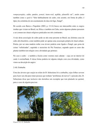 152
rompazaragüey, cedro, paraíso, ponasí, itamo-real, açafrão, platanillo etc”, assim como
também como o apotí é “feito habitualmente de cedro, este assento, em forma de pilão, é
típico da cerimônia de um assentamento do deus do fogo, Xangô”.
De acordo com Barros e Napoleão (2003, p. 13-14) houve um intercambio entre os negros
iorubas que viviam no Brasil, na África e também em Cuba, assim algumas plantas passaram
a ser comum nos rituais religiosos praticados nos três continentes.
A raiz desta associação do cedro pode ou não estar presente no Brasil, nas distintas casas de
culto afro-brasileiro, como também pode ser apenas uma associação própria do ritual cubano.
Porém, por ser uma madeira nobre essa árvore poderia estar ligada a Xangô, que gosta de
coisas “sofisticadas”, seguindo o raciocínio de Pai Francisco, segundo quem as cores das
plantas também tem relação com a divindade que pertence.
No caso o cedro – e também a lixeira como veremos mais adiante – cuja cor no interior do
caule é avermelhada. E dessa forma poderia ter alguma relação com essa divindade, como
vimos na descrição do angico.
2-AS: Embaúba
Uma das árvores que surgiu no relato de D. Sebastiana foi a embaúba, cujas folhas servem
para fazer um chá para tratar pessoas que tenham “problemas de nervos” e pressão alta. D.
Sebastiana disse que inclusive não derrubou um exemplar que tem plantado no quintal,
para o caso de alguém precisar.
Figura 3.4.1-9: Embaúba
 