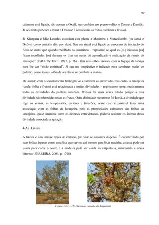 157
calmante está ligada, não apenas a Oxalá, mas também aos pretos-velhos e Cosme e Damião.
Já seu fruto pertence a Nanã e Obaluaê e como todas as frutas, também a Oxóssi.
Já Kiangana e Mãe Lourdes associam essa planta a Matamba e Mutacalambo (ou Iansã e
Oxóssi, como também dito por elas). Seu uso ritual está ligado ao processo de iniciação do
filho de santo, que quando recolhido na camarinha – “aposento ao qual as [os] iniciadas [os]
ficam recolhidas [os] durante os dias ou meses de aprendizado e realização de rituais de
iniciação” (CACCIATORE, 1977, p. 76) – têm seus olhos lavados com o bagaço da laranja
para lhe dar “visão espiritual”. Já seu uso terapêutico é indicado para combater males do
pulmão, como tosses, além de ser eficaz no combate a insônia.
De acordo com o levantamento bibliográfico e também as entrevistas realizadas, a laranjeira
(caule, folha e frutos) está relacionada a muitas divindades – registramos treze, praticamente
todas as divindades do panteão iorubano. Oxóssi foi mais vezes citado porque a essa
divindade são oferecidas todas as frutas. Outra divindade recorrente foi Iansã, a divindade que
rege os ventos, as tempestades, ciclones e furacões, nesse caso é possível fazer uma
associação com as folhas da laranjeira, pois as propriedades calmantes das folhas da
laranjeira, quase unanime entre os diversos entrevistados, poderia acalmar os ânimos desta
divindade associada a agitação.
4-AS: Lixeira
A lixeira é uma árvore típica do cerrado, por onde se encontra dispersa. É caracterizada por
suas folhas ásperas como uma lixa que servem até mesmo para lixar madeira, a casca pode ser
usada para curtir o couro e a madeira pode ser usada na carpintaria, marcenaria e obras
internas (FERREIRA, 2004, p. 1798).
Figura 3.4.1 – 12: Lixeira no cerrado do Boqueirão.
 
