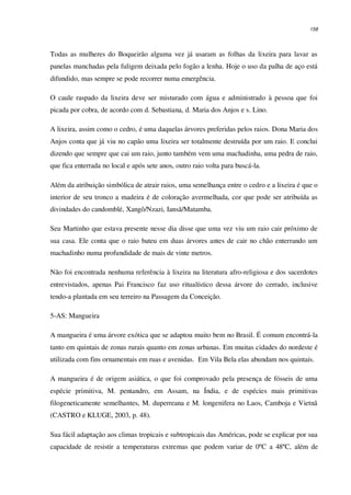 158
Todas as mulheres do Boqueirão alguma vez já usaram as folhas da lixeira para lavar as
panelas manchadas pela fuligem deixada pelo fogão a lenha. Hoje o uso da palha de aço está
difundido, mas sempre se pode recorrer numa emergência.
O caule raspado da lixeira deve ser misturado com água e administrado à pessoa que foi
picada por cobra, de acordo com d. Sebastiana, d. Maria dos Anjos e s. Lino.
A lixeira, assim como o cedro, é uma daquelas árvores preferidas pelos raios. Dona Maria dos
Anjos conta que já viu no capão uma lixeira ser totalmente destruída por um raio. E conclui
dizendo que sempre que cai um raio, junto também vem uma machadinha, uma pedra de raio,
que fica enterrada no local e após sete anos, outro raio volta para buscá-la.
Além da atribuição simbólica de atrair raios, uma semelhança entre o cedro e a lixeira é que o
interior de seu tronco a madeira é de coloração avermelhada, cor que pode ser atribuída as
divindades do candomblé, Xangô/Nzazi, Iansã/Matamba.
Seu Martinho que estava presente nesse dia disse que uma vez viu um raio cair próximo de
sua casa. Ele conta que o raio bateu em duas árvores antes de cair no chão enterrando um
machadinho numa profundidade de mais de vinte metros.
Não foi encontrada nenhuma referência à lixeira na literatura afro-religiosa e dos sacerdotes
entrevistados, apenas Pai Francisco faz uso ritualístico dessa árvore do cerrado, inclusive
tendo-a plantada em seu terreiro na Passagem da Conceição.
5-AS: Mangueira
A mangueira é uma árvore exótica que se adaptou muito bem no Brasil. É comum encontrá-la
tanto em quintais de zonas rurais quanto em zonas urbanas. Em muitas cidades do nordeste é
utilizada com fins ornamentais em ruas e avenidas. Em Vila Bela elas abundam nos quintais.
A mangueira é de origem asiática, o que foi comprovado pela presença de fósseis de uma
espécie primitiva, M. pentandro, em Assam, na Índia, e de espécies mais primitivas
filogeneticamente semelhantes, M. duperreana e M. longenifera no Laos, Camboja e Vietnã
(CASTRO e KLUGE, 2003, p. 48).
Sua fácil adaptação aos climas tropicais e subtropicais das Américas, pode se explicar por sua
capacidade de resistir a temperaturas extremas que podem variar de 0ºC a 48ºC, além de
 