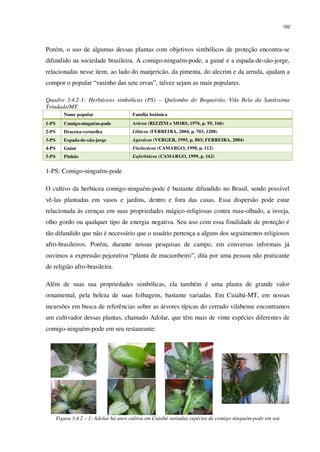 162
Porém, o uso de algumas dessas plantas com objetivos simbólicos de proteção encontra-se
difundido na sociedade brasileira. A comigo-ninguém-pode, a guiné e a espada-de-são-jorge,
relacionadas nesse item, ao lado do manjericão, da pimenta, do alecrim e da arruda, ajudam a
compor o popular “vasinho das sete ervas”, talvez sejam as mais populares.
Quadro 3.4.2-1: Herbáceas simbólicas (PS) – Quilombo do Boqueirão, Vila Bela da Santíssima
Trindade/MT.
Nome popular Família botânica
1-PS Comigo-ninguém-pode Arácea (RIZZINI e MORS, 1976, p. 95, 166)
2-PS Dracena-vermelha Liliácea (FERREIRA, 2004, p. 703, 1208)
3-PS Espada-de-são-jorge Agavácea (VERGER, 1995, p. 803; FERREIRA, 2004)
4-PS Guiné Fitolacácea (CAMARGO, 1998, p. 112)
5-PS Pinhão Euforbiácea (CAMARGO, 1999, p. 162)
1-PS: Comigo-ninguém-pode
O cultivo da herbácea comigo-ninguém-pode é bastante difundido no Brasil, sendo possível
vê-las plantadas em vasos e jardins, dentro e fora das casas. Essa dispersão pode estar
relacionada às crenças em suas propriedades mágico-religiosas contra mau-olhado, a inveja,
olho gordo ou qualquer tipo de energia negativa. Seu uso com essa finalidade de proteção é
tão difundido que não é necessário que o usuário pertença a alguns dos seguimentos religiosos
afro-brasileiros. Porém, durante nossas pesquisas de campo, em conversas informais já
ouvimos a expressão pejorativa “planta de macumbeiro”, dita por uma pessoa não praticante
de religião afro-brasileira.
Além de suas sua propriedades simbólicas, ela também é uma planta de grande valor
ornamental, pela beleza de suas folhagens, bastante variadas. Em Cuiabá-MT, em nossas
incursões em busca de referências sobre as árvores típicas do cerrado vilabense encontramos
um cultivador dessas plantas, chamado Adolar, que têm mais de vinte espécies diferentes de
comigo-ninguém-pode em seu restaurante:
Figura 3.4.2 – 1: Adolar há anos cultiva em Cuiabá variadas espécies de comigo-ninguém-pode em seu
 