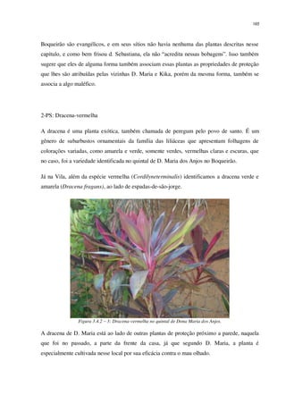 165
Boqueirão são evangélicos, e em seus sítios não havia nenhuma das plantas descritas nesse
capítulo, e como bem frisou d. Sebastiana, ela não “acredita nessas bobagens”. Isso também
sugere que eles de alguma forma também associam essas plantas as propriedades de proteção
que lhes são atribuídas pelas vizinhas D. Maria e Kika, porém da mesma forma, também se
associa a algo maléfico.
2-PS: Dracena-vermelha
A dracena é uma planta exótica, também chamada de peregum pelo povo de santo. É um
gênero de subarbustos ornamentais da família das liliáceas que apresentam folhagens de
colorações variadas, como amarela e verde, somente verdes, vermelhas claras e escuras, que
no caso, foi a variedade identificada no quintal de D. Maria dos Anjos no Boqueirão.
Já na Vila, além da espécie vermelha (Cordilyneterminalis) identificamos a dracena verde e
amarela (Dracena fragans), ao lado de espadas-de-são-jorge.
Figura 3.4.2 – 3: Dracena-vermelha no quintal de Dona Maria dos Anjos.
A dracena de D. Maria está ao lado de outras plantas de proteção próximo a parede, naquela
que foi no passado, a parte da frente da casa, já que segundo D. Maria, a planta é
especialmente cultivada nesse local por sua eficácia contra o mau olhado.
 
