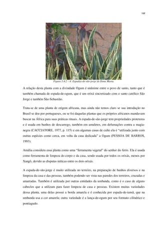 168
Figura 3.4.2 – 4: Espadas-de-são-jorge de Dona Maria.
A relação desta planta com a divindade Ogum é unânime entre o povo de santo, tanto que é
também chamada de espada-de-ogum, que é um orixá sincretizado com o santo católico São
Jorge e também São Sebastião.
Trata-se de uma planta de origem africana, mas ainda não temos claro se sua introdução no
Brasil se deu por portugueses, ou se foi daquelas plantas que os próprios africanos mandavam
buscar na África para suas práticas rituais. A espada-de-são-jorge tem propriedades protetoras
e é usada em banhos de descarrego, também em amuletos, em defumações contra a magia-
negra (CACCIATORE, 1977, p. 115) e em algumas casas de culto ela é “utilizada junto com
outras espécies como cerca, em volta da casa dedicada” a Ogum (PESSOA DE BARROS,
1993).
Amália considera essa planta como uma “ferramenta vegetal” do senhor do ferro. Ela é usada
como ferramenta de limpeza do corpo e da casa, sendo usada por todos os orixás, menos por
Xangô, devido as disputas míticas entre os dois orixás.
A espada-de-são-jorge é muito utilizada no terreiro, na preparação de banhos diversos e na
limpeza da casa e das pessoas, também podendo ser vista nas paredes dos terreiros, cruzadas e
amarradas. Também é utilizada por outras entidades da umbanda, como é o caso de alguns
caboclos que a utilizam para fazer limpeza de casa e pessoas. Existem muitas variedades
dessa planta, uma delas possui a borda amarela e é conhecida por espada-de-iansã, que na
umbanda usa a cor amarela; outra variedade é a lança-de-ogum por seu formato cilíndrico e
pontiagudo.
 