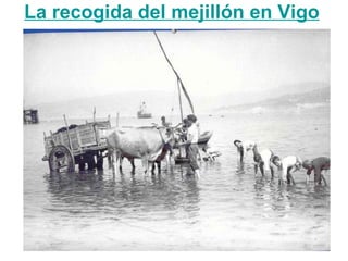 La recogida del mejillón en Vigo
 