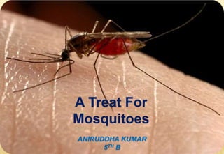 A Treat For
Mosquitoes
ANIRUDDHA KUMAR
5TH B
 