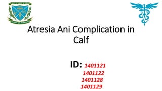 Atresia Ani Complication in
Calf
ID: 1401121
1401122
1401128
1401129
 
