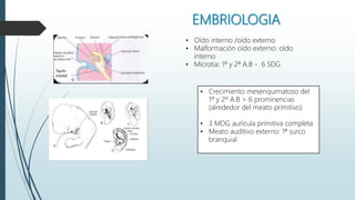EMBRIOLOGIA
• Oído interno /oído externo
• Malformación oído externo: oído
interno
• Microtia: 1ª y 2ª A.B - 6 SDG
• Crecimiento mesenquimatoso del
1º y 2º A.B > 6 prominencias
(alrededor del meato primitivo)
• 3 MDG aurícula primitiva completa
• Meato auditivo externo: 1ª surco
branquial
 