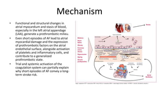 Mechanism
• Functional and structural changes in
atrial myocardium and stasis of blood,
especially in the left atrial appendage
(LAA), generate a prothrombotic milieu.
• Even short episodes of AF lead to atrial
myocardial damage and the expression
of prothrombotic factors on the atrial
endothelial surface, alongside activation
of platelets and inflammatory cells, and
contribute to a generalized
prothrombotic state.
• Trial and systemic activation of the
coagulation system can partially explain
why short episodes of AF convey a long-
term stroke risk.
 