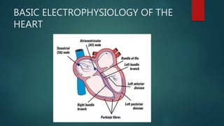 BASIC ELECTROPHYSIOLOGY OF THE
HEART
 